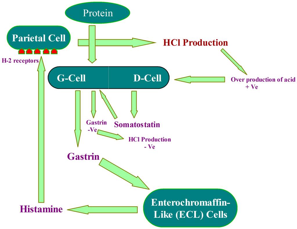 Illustrations Illustration 1 Figure 1: The mechanism of acid secretion and acid inhibition in stomach, and the role of histamine, gastrin, and somatostain in this process. 1. Protein stimulates G-cell to release gastrin.
