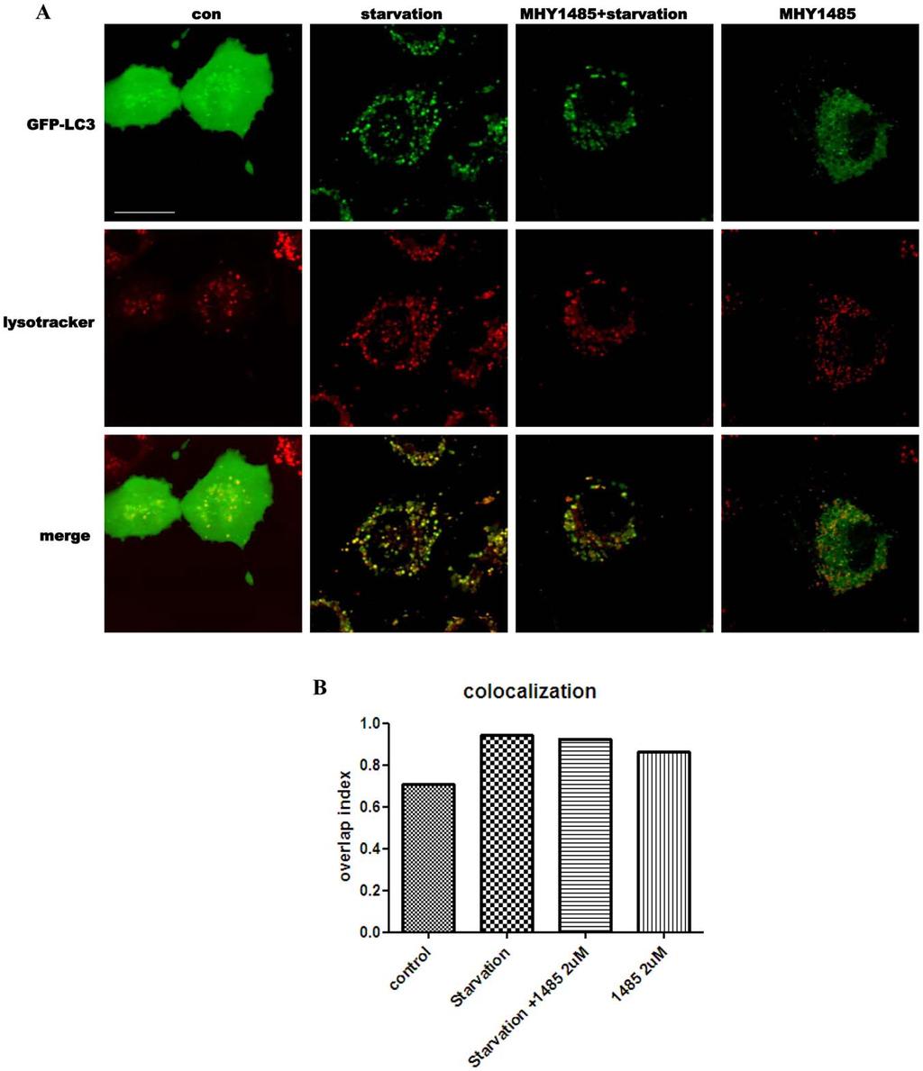 Figure 5. MHY1485 inhibition of starvation-induced colocalization between autophagosomes and lysosomes.