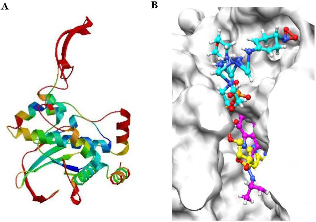 Inhibitory Effect of MHY1485 on Autophagy Figure 7. Three-dimensional model of mtor and docking simulation between mtor and PP242 and MHY1485.
