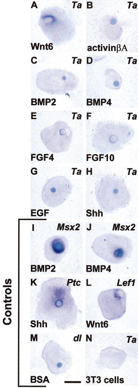 TNF Signaling in Organogenesis 447 FIG. 3. Induction of downless expression by activin A in dental epithelium. (A) Wnt6-expressing cells did not induce dl expression.