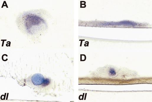 450 Laurikkala et al. as the cells which will form the bud respond to ectodysplasin signal from the surrounding ectoderm (Fig. 7).