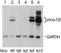 Proteasomal Degradation of Unassembled 1(I) Procollagen 27395 FIG. 2. Expression of mutant pro- 1(I) mrna in transfected Mov13 cells. Approximately 3 g of total RNA was fractionated on a 0.