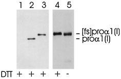 Lane 2, Mov13 cells transfected with a wild-type COL1A1 gene (WT). Lanes 3 6, Mov13 cells transfected with the frameshift mutant construct pwtci- IAfs, Mov13-IAfs8, -IAfs2, -IAfs4, and -IAfs10. FIG.