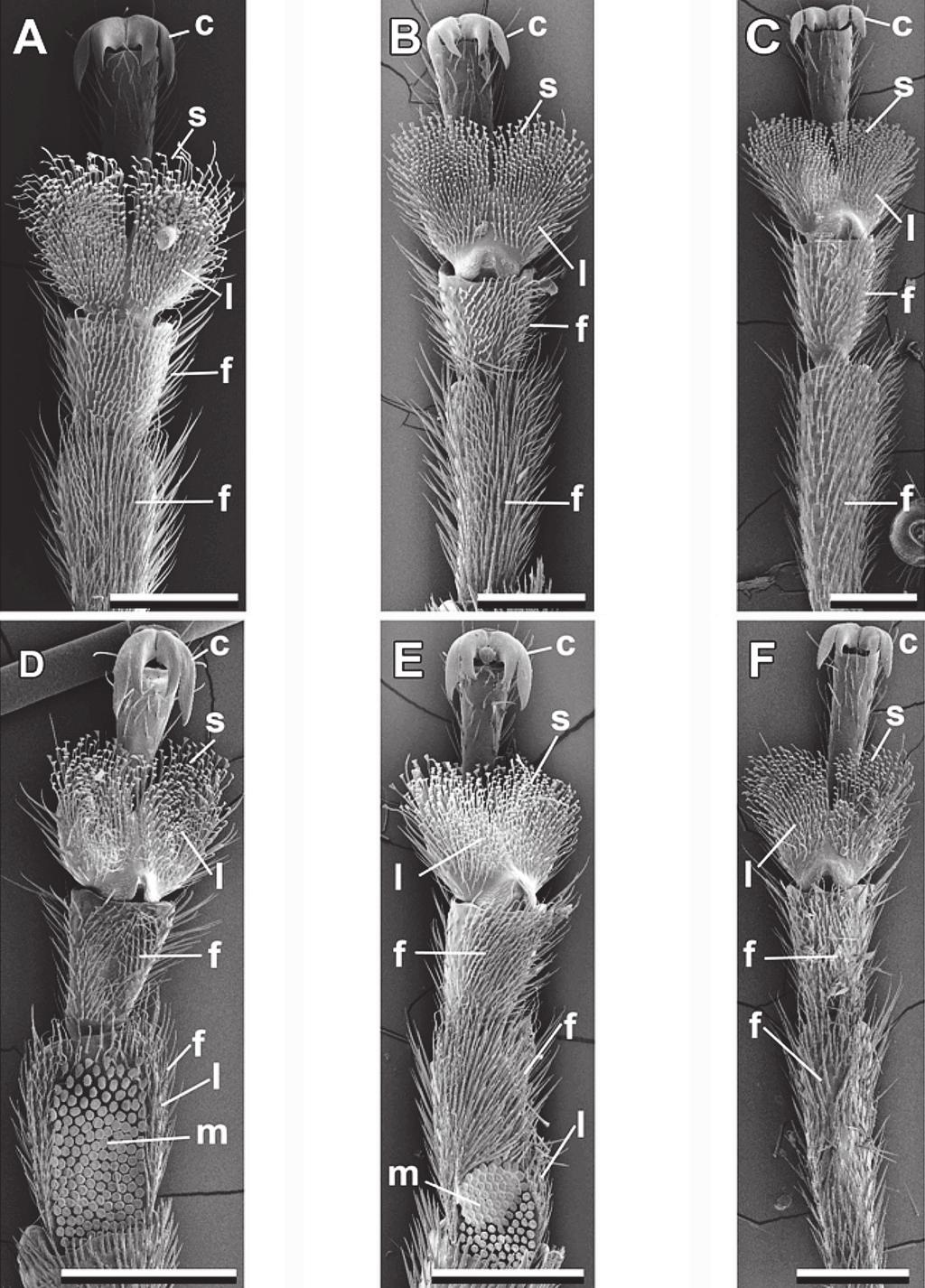 Sexual differences in tarsal adhesive setae of Diabrotica virgifera virgifera 99 Fig. 1 SEM micrographs of the tarsi of Diabrotica virgifera.