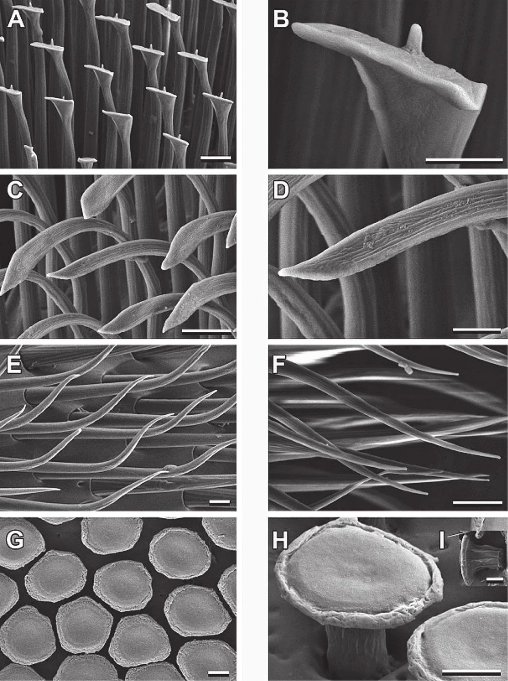 100 K. Gloyna, T. Thieme, S. Gorb, D. Voigt Fig. 2 SEM micrographs of tarsal adhesive setae of Diabrotica virgifera.