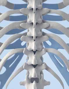 Contents Baylor Scoliosis Center BAYLOR SCOLIOSIS CENTER 1 Baylor Scoliosis Center 2 Adult Spinal Deformity 4 Spinal Fusion Surgery 6 Before Your Surgery 8 Pre-surgical Schedule 11 Medications to