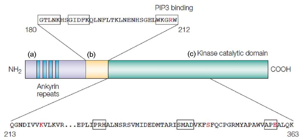 1.4 THE IMPORTANCE OF INTEGRIN LINKED KINASE 1 ILK1 is a 59 kda cytoplasmic protein that contains three distinct domains: (a) an N-terminal ankyrin repeat domain that facilitates protein interactions