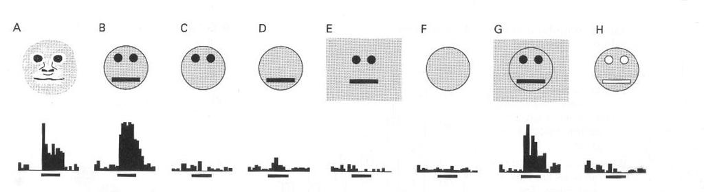 10 50 i/s 1s Figure 1. Face selective neuron responding to various abstractions of a face. (modified from Kandel, 2000) Response of a neuron in the inferior cortex to complex stimuli.