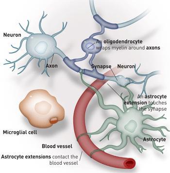 astrocytes and oligodendrocytes help neurons do their