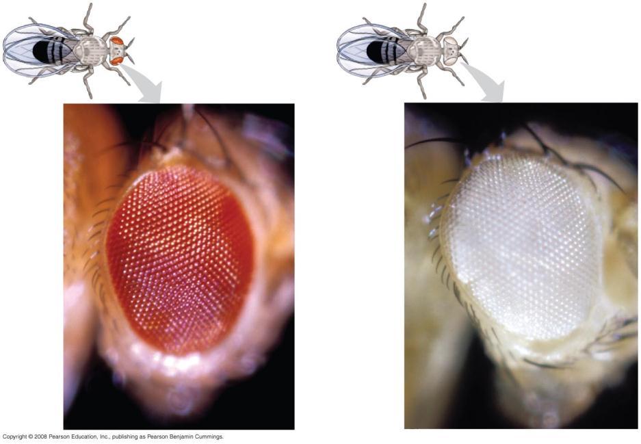 Drosophila genetics White eye allele = w Wildtype allele = w +