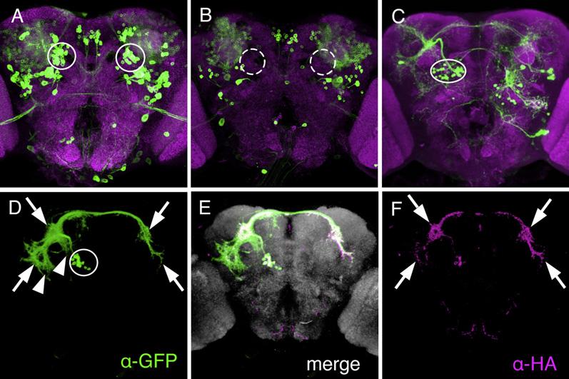 Fru M and Doublesex (Dsx) sexually dimorphic programmed cell death A Wild-type B Wild-type C fru sat -The P1 cluster of Fru M neurons is present in males (A) but the equivalent cluster is