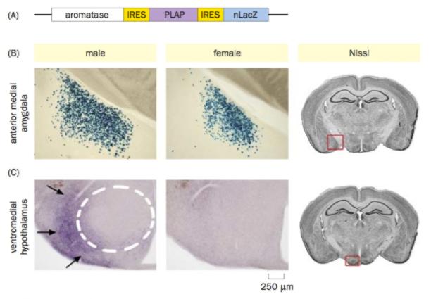 Regulation of sexually dimorphic neuronal wiring -There are more aromatase-expressing neurons in male anterior medial amygdala than in