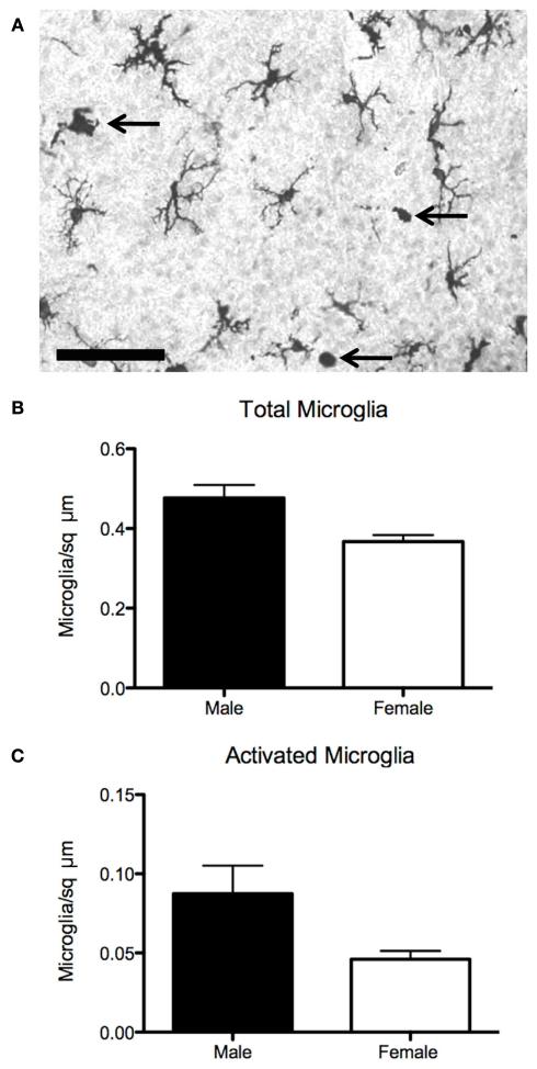 Regulation of microglia by sex hormones Male rats have more activated microglia in the preoptic area than females at early postnatal stages.