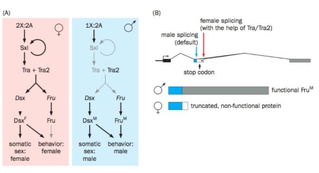 A sex-determination hierarchy in Drosophila -In the fruit fly, sex is determined by the ratio of the copy numbers of X chromosomes and autosomes.