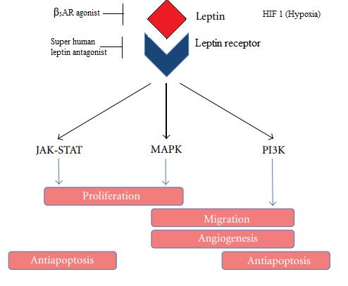 effects leptin and VEGF gene expression through a hypoxia response element (HRE) in leptin s promoter region 45.