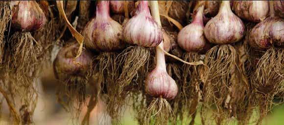 The Garlic Barrier Range of Products Growing Naturally, as nature intended Garlic (Allium sativum) is a close relative of other members of the Allium genus including onions, chives and leeks.