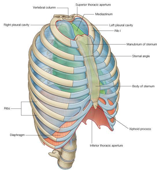 membrane Inferiorly by the diaphragm,