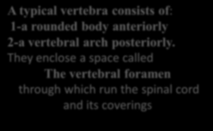 A typical vertebra consists of: 1-a rounded body anteriorly 2-a vertebral arch