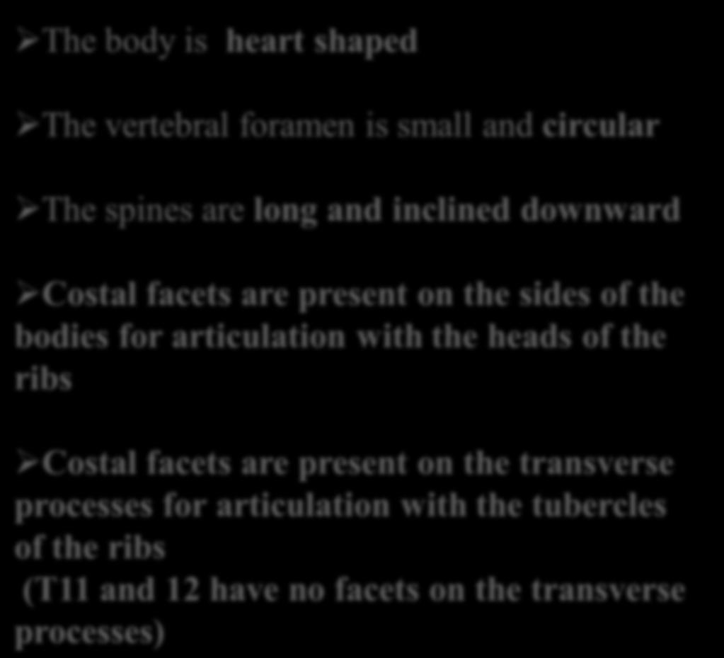 bodies for articulation with the heads of the ribs Costal facets are present on the transverse