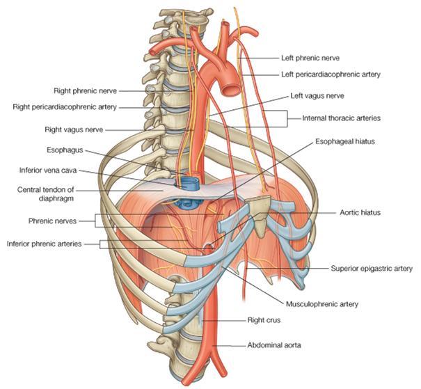 The xiphoid process of the sternum The costal