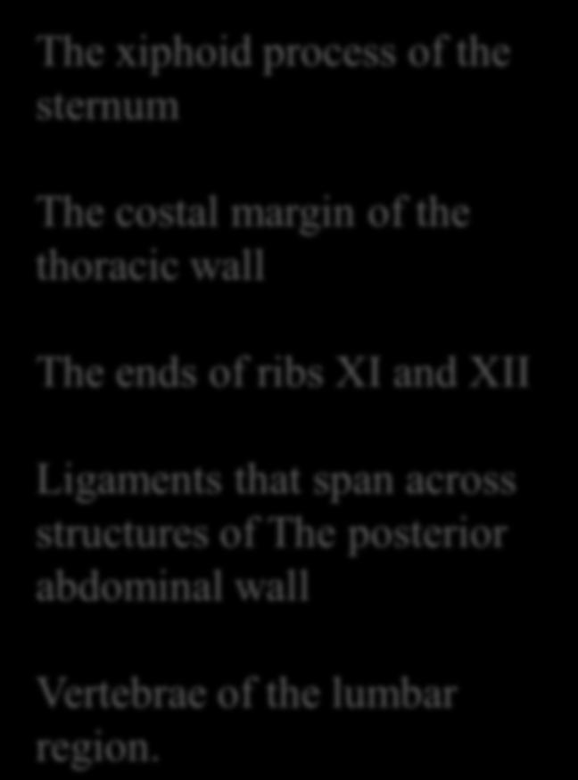 and XII Ligaments that span across structures of