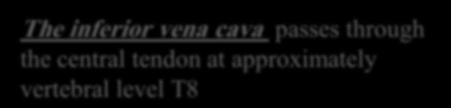 The inferior vena cava passes through the central tendon at