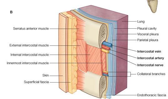 Intercostal Spaces 1-SKIN 2-SUPERFISCIAL FASCIA 3- THREE MUSCLES OF RESPIRATION: THE EXTERNAL INTERCOSTAL THE INTERNAL INTERCOSTAL THE INNERMOST INTERCOSTAL MUSCLE 4-THE ENDOTHORACIC FASCIA 5-THE