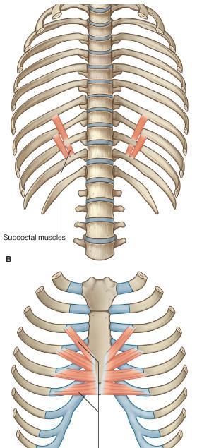 transversus abdominis muscle in the anterior