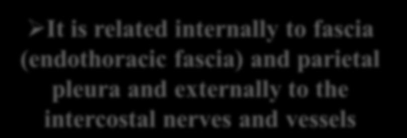 It is related internally to fascia