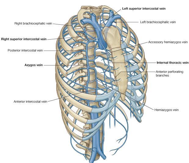 The corresponding posterior intercostal veins