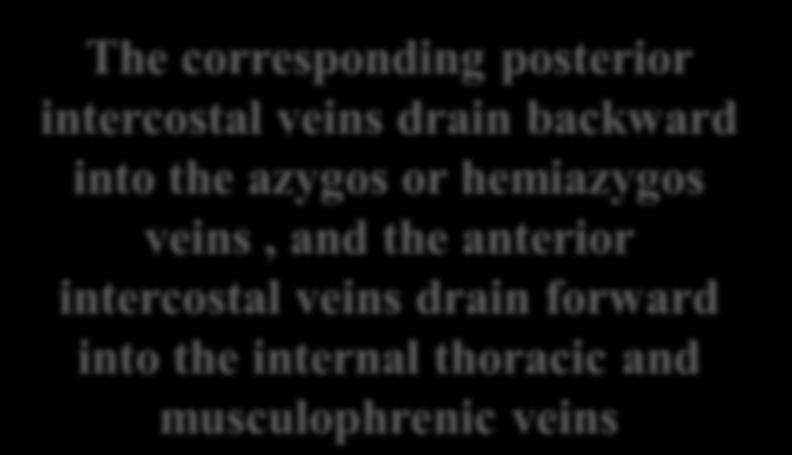 veins, and the anterior intercostal veins drain