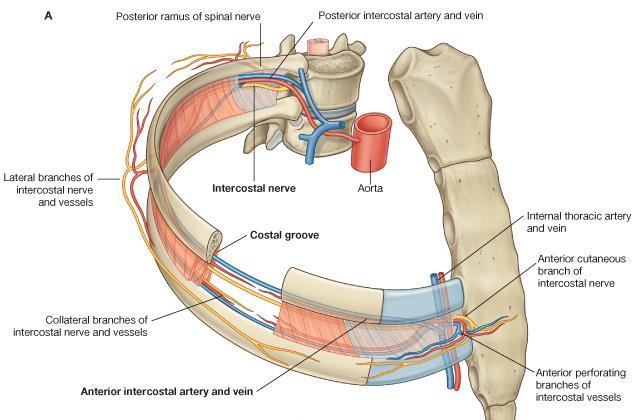 Each intercostal nerve enters an intercostal space between the parietal