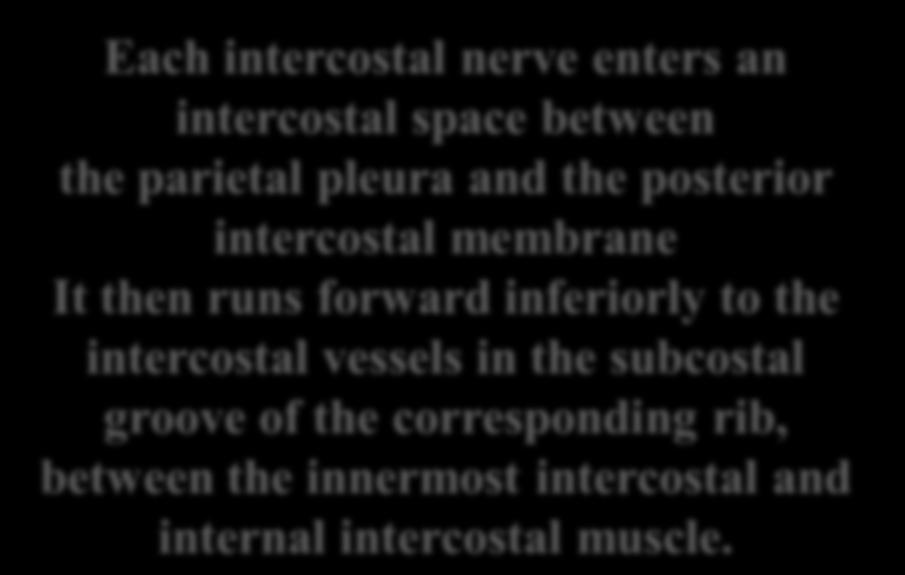 inferiorly to the intercostal vessels in the subcostal groove of the