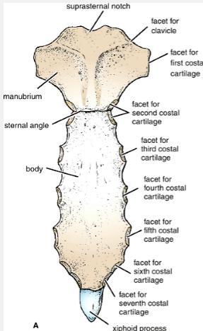 of a transverse ridge on the anterior aspect of the sternum The