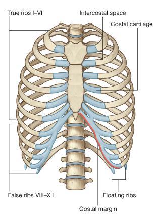 The 8th, 9th, and 10th pairs of ribs are attached anteriorly to each other and