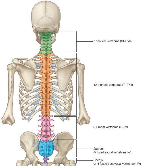 The Vertebral Column is composed of 33