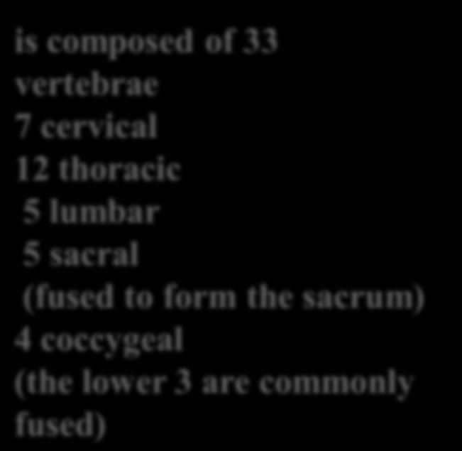 lumbar 5 sacral (fused to form the