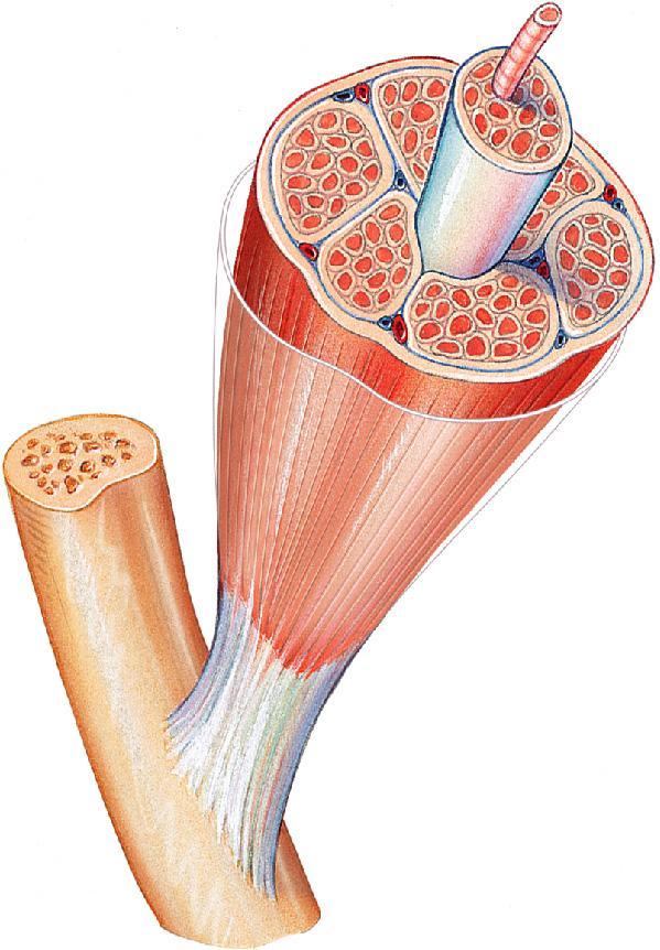 Figure 6.1 Connective tissue wrappings of skeletal muscle.