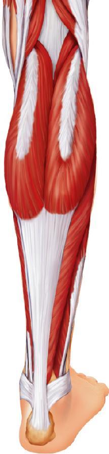 Figure 6.20b Superficial muscles of the right leg. (b) Posterior view.