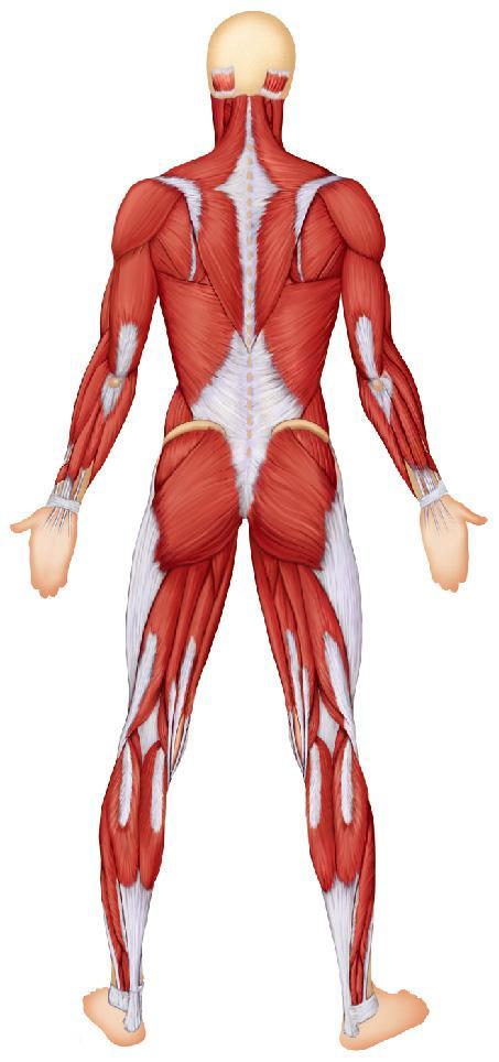 Figure 6.22 Major superficial muscles of the posterior surface of the body.