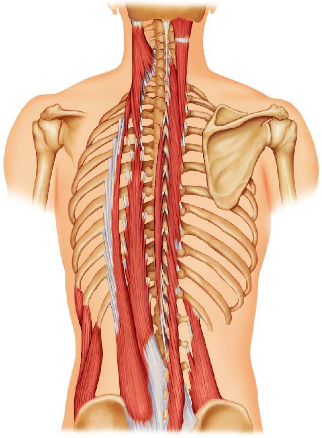 Figure 6.17b Muscles of the posterior neck, trunk, and arm.