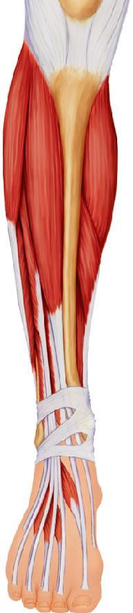 Figure 6.20a Superficial muscles of the right leg. (a) Anterior view.