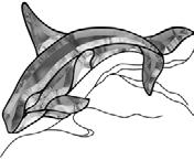 126C Killer Whale Dark Gray