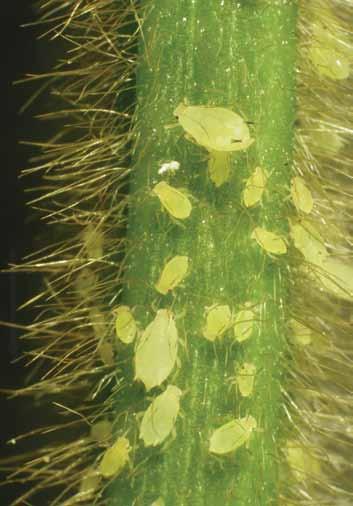 NORTH C ENTRAL S OYBEAN RESEARCH PROGRAM Soybean aphid FIELD GUIDE A