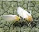 Whiteflies Whiteflies are common soybean pests, particularly in hot, dry years. The adults are small ( 1 25 inch long), fragile and have white wings that are laid over the body at rest.