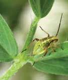 They move very slowly, if at all, and can be found on the undersides of leaves. Some species are found feeding on soybean roots.adults are 1 8 inch long.