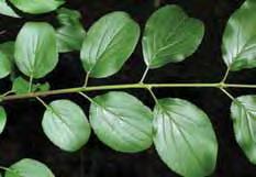 Buckthorn has simple leaf
