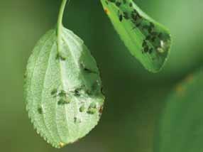 Although winged aphids are not strong flyers, they can move long distances by gliding passively along jet streams. Spring migration usually occurs during soybean emergence.