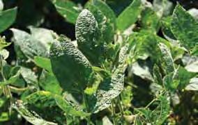 However, the economic importance of soybean aphid as a vector of viruses is not fully understood in North America.
