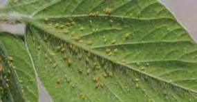 Colonies are typically found on the undersides of soybean leaves and prefer the newest leaves.